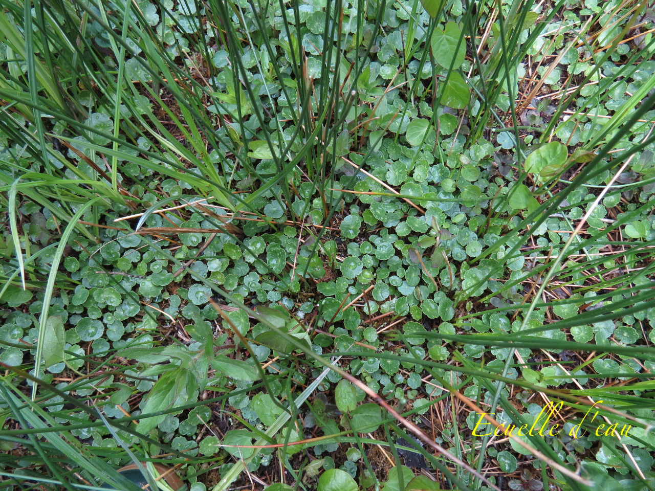 Hydrocotyle vulgaris 4033t